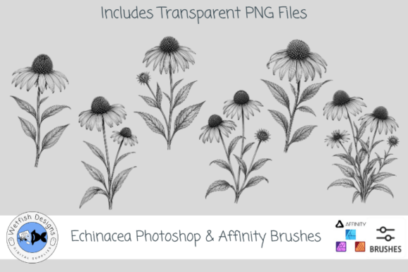 Download Echinacea Photoshop &amp; Affinity Brushes - Brushes Collection